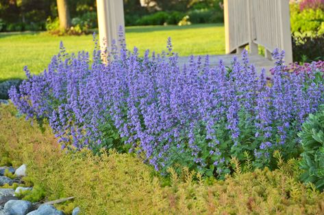 10 Easy Foundation Plants for the Front of Your House | Proven Winners Hummingbird Garden Flowers, Cypress Vine, Cat Mint, Mosquito Repelling, Flowering Quince, Drought Tolerant Perennials, Hummingbird Plants, Cardinal Flower, Attract Hummingbirds