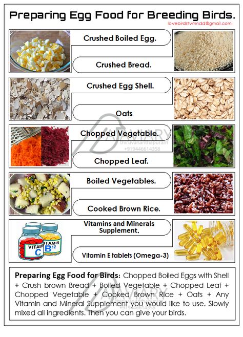 Preparing Egg Food for finches and Budgie. Budgie Food Recipes, Parakeet Chop Recipes, Budgie Diet, Breeding Budgies, Budgie Care, Aviary Ideas, Budgie Food, Cockatiel Care, Parakeet Care