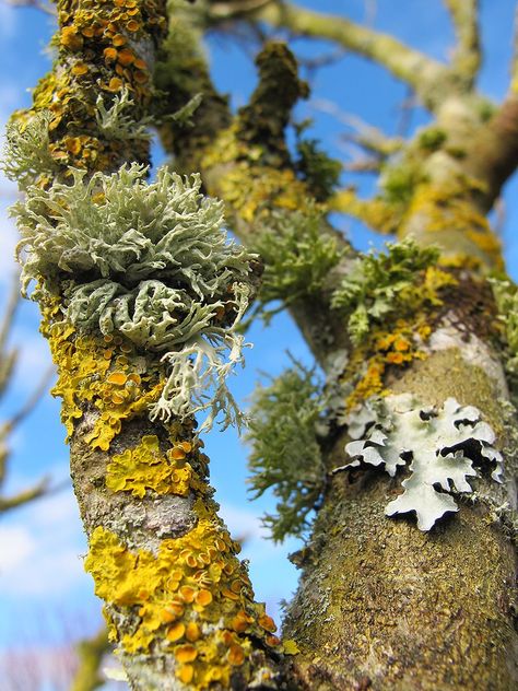 Lots of Lichens (Explored) | (80/365) Best viewed Large. Var… | Flickr Corpse Lily, Beautiful Mushrooms, Forest Foliage, Diy Moss, Jungle Nature, Interesting Plants, Lichen Moss, Woods Forest, Tree Textures