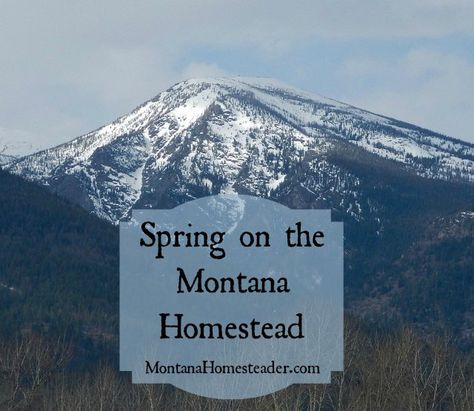 Spring on the Montana Homestead | Montana Homesteader Life Cycle Of A Bee, How Bees Make Honey, Montana Homestead, Homestead Property, Homesteading Animals, Grass And Flowers, Homesteading Diy, Honey Bee Hives, Hobby Farm