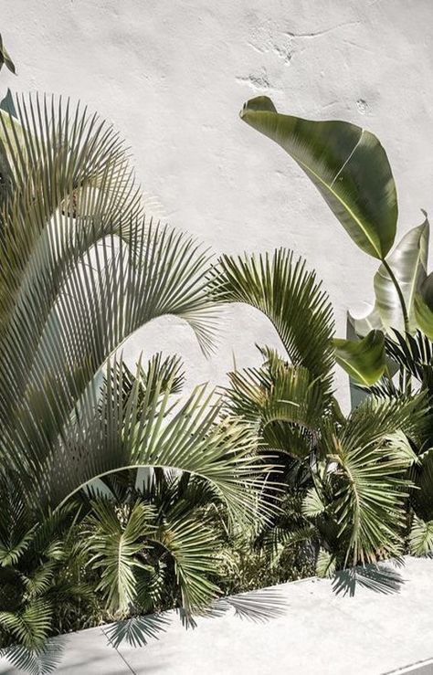 Decoration With Plants, Visual Lighting, Indoor Palms, Green Interiors, Tropical Vibes, Green Aesthetic, Backyard Landscaping Designs, Tulum, Summer Aesthetic