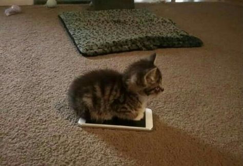 Small Kitten, Cat Sitting, A Cat, White