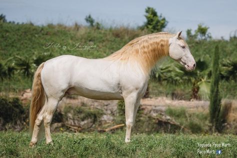 Perlino Horse, Lusitano Horse, Andalusian Horse, Horse Boarding, Dressage Horses, Horse Equestrian, All The Pretty Horses, White Horses, Equine Photography