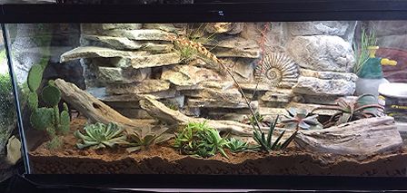 DIY Tutorials Bearded Dragon Substrate, Dart Frog Terrarium, Diy Bearded Dragon Enclosure, Bearded Dragon Vivarium, Bearded Dragon Terrarium Ideas, Dart Frog Vivarium, Terrariums Diy, Diy Reptile, Bearded Dragon Diy