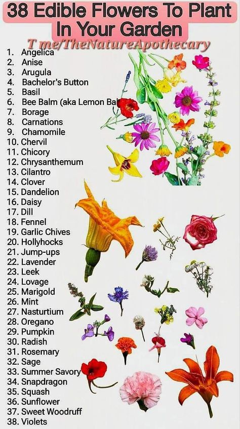 Edible Wild Flowers, Identifying Edible Plants, Edible Flowers For Tea, Healing Flowers Medicinal Plants, Edible Wild Plants In Virginia, Flower Chart, Edible Wild Plants, Edible Flowers, Wild Flowers