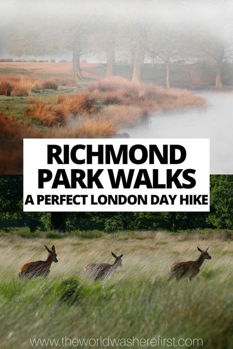 Richmond London, Europe Train Travel, Epping Forest, Richmond Park, Park Trails, St Pauls Cathedral, London Park, River Thames, Park Homes