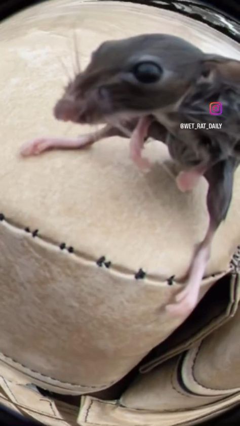 #meme #rat #funny Big Cheese Rat, Wet Rat Funny, Rat Funny Memes, Funny Rats Pics, Rat Boggling, Funny Rats Video, Rat Memes Humor, Raccoon Origami, Rat Funny Pics