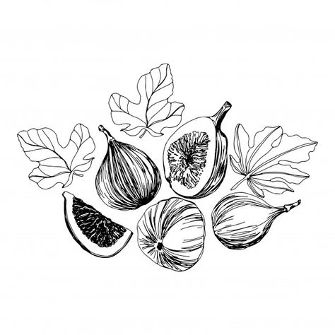 Fig Leaf Illustration, Vintage Leaf Illustration, Fig Leaves Tattoo, Figs Illustration, Fruits Outline, Fig Leaf Tattoo, Fig Sketch, Fig Illustration, Fig Tattoo