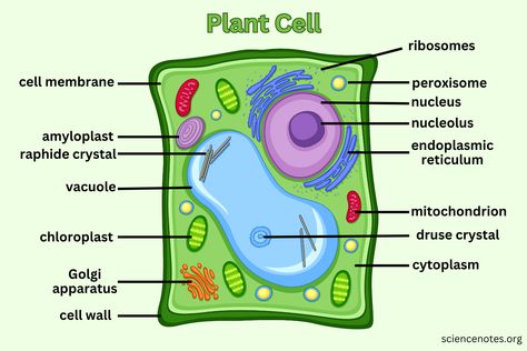 Plant Cell - Diagram, Organelles, and Characteristics Plant Cell And Animal Cell Drawing, Plant Cell Diagram Labeled, Plant Cell Diagram Drawing, Plant Cell Drawing With Label, Plant Cell Aesthetic, Plant Cell Drawing Biology, Plant Cell And Animal Cell Diagram, Cell Organelles Diagram, Animal Cell Drawing With Label