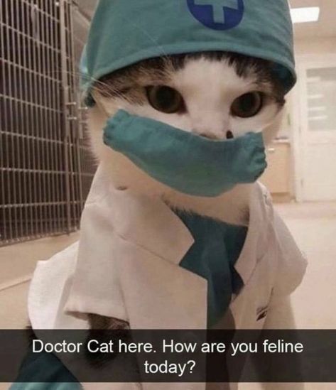 Doctor Cat, Perfect Timing, Cat Cat, Always Be, Camouflage, Feline, Look At