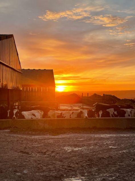 Farm Astethic, Farmers Aesthetic, Farming Aesthetic, Dairy Farming, Young Farmers, Country Boy, Dairy Farm, British Countryside, Dairy Cows