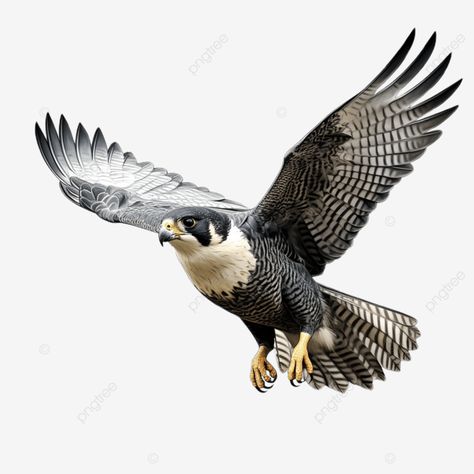 flying peregrine falcon bird flying peregrine falcon bird animel transparent png Falcon Bird, Bird Flying, Peregrine Falcon, Peregrine, Transparent Image, Png Transparent, Transparent Png, Png Image, Free Download