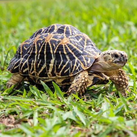 Star Tortoise, Indian Star Tortoise, Tortoise Tattoo, Animal Activities For Kids, Animal Attack, Indian Star, Gemstone Art, Animal Birthday Party, Living Art