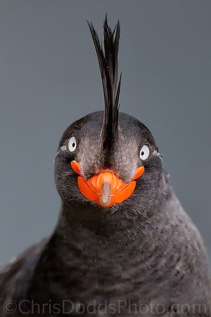 Crested-Auklet-portrait-Aethia-cristatella- Flickr - Photo Sharing! Crested Auklet, Regard Animal, Weird Birds, Amazing Eyes, Animals Photography, Funny Birds, Exotic Birds, Bird Pictures, Sea Birds