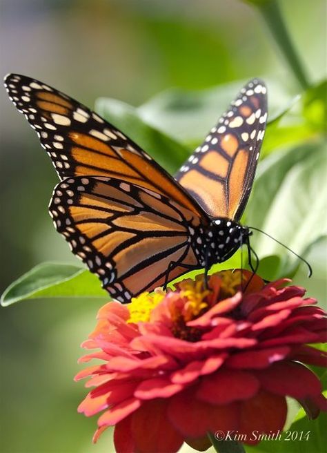 Monarch Butterflies Photography, Monarch Butterfly Garden, Kim Smith, Beautiful Butterfly Photography, Misty Morning, Butterfly Pictures, Insect Art, Bugs And Insects, Butterfly Garden