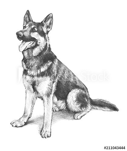 German Shepherd Tattoo, Pencil Drawing Pictures, Playful Pose, German Shepherd Art, Wolf Sketch, American Shepherd, Eagle Painting, Pet Illustration, Dog Sketch