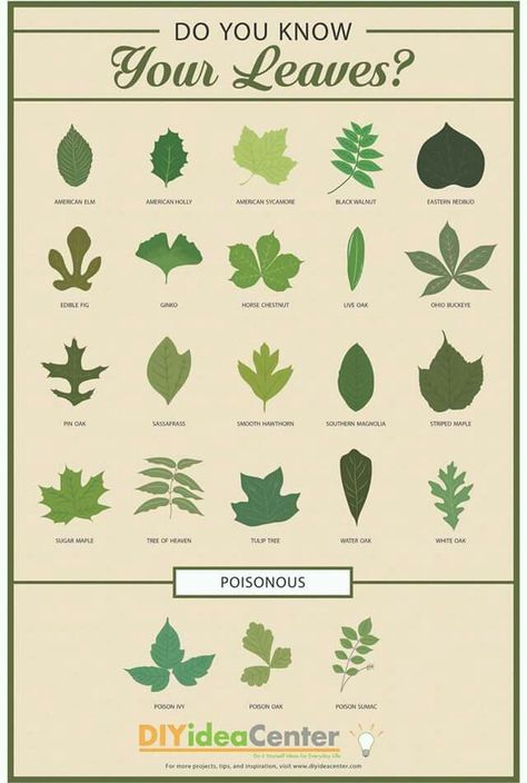 Leaf Identification Chart, Plant Leaf Identification, Tree Leaf Identification, Identifying Trees, Types Of Leaves, Guide Infographic, Leaf Identification, Eastern Redbud, Tree Id