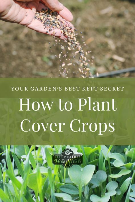 how to plant cover crops in a small garden Braid Garlic, Storing Potatoes, Feed Chickens, Daniel Diet, Grow Lemongrass, The Prairie Homestead, Prairie Homestead, Chicken Barn, Cover Crops