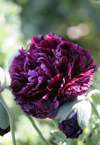 Black Peony- My favorite flower Peony Poppy, Black Peony, Have Inspiration, Black Flowers, Purple Flower, Beautiful Blooms, Flower Seeds, Dream Garden, Garden And Yard