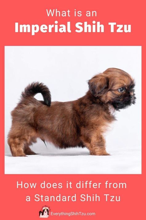 Shitzu Dogs Haircuts, Toy Shih Tzu, Shih Tzu Puppy Training, Brown Shih Tzu, Cutest Small Dog Breeds, Shih Tzu For Sale, Best Small Dog Breeds, Senior Dogs Care, Imperial Shih Tzu