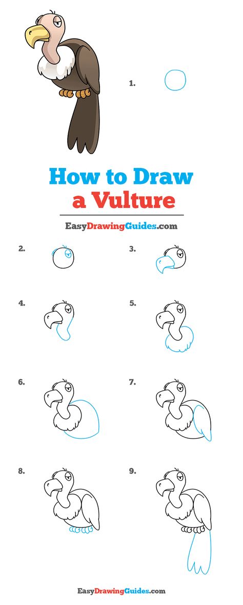 How to Draw Vulture How To Draw A Vulture, Jungle Book Vultures, Vulture Drawing, Cartoon Vulture, Scary Birds, Drawing Instructions, Cartoon Drawings Of Animals, Sketching Tips, Drawing Lesson