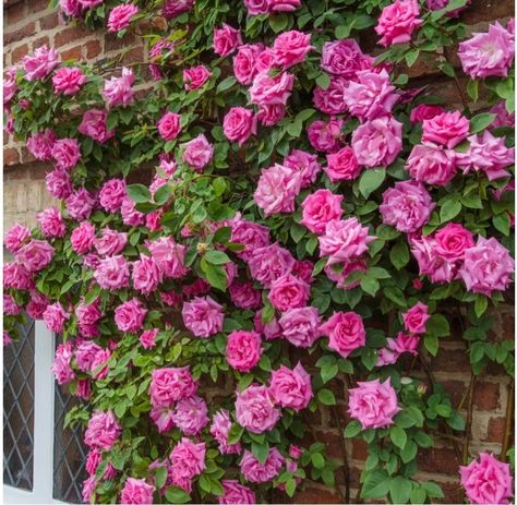 Climbing Rose Bush Plant Pink Flowers Zephirine Drouhin Climber | eBay Zepherine Drouhin Climbing Rose, Pink Climbing Roses, Deep Pink Flowers, Bush Plant, Rose Bushes, Climbing Rose, Rose Bush, Early Autumn, Climbing Roses