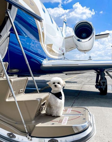 A-Listers Who Travel by Private Jet Dogs On Planes, Rich Dog, Instagram Russia, Career Vision Board, Yacht Party, Dog Meet, Private Plane, Luxury Aesthetic, Happy Travels