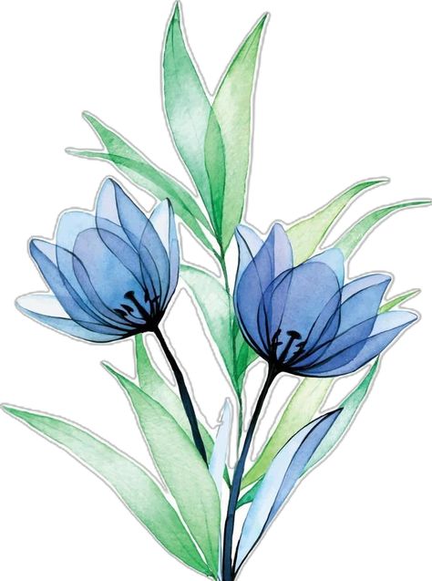 watercolor drawing. bouquet, composition of transparent flowers and leaves. blue flowers tulips in vintage style. Blue Flowers Tulips, Drawing Bouquet, Vintage Tulips, Flowers Tulips, Watercolor Tulips, Transparent Flowers, Watercolor Drawing, Flowers And Leaves, Blue Flowers