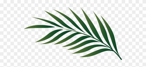 Palm Leaf Drawing, Palm Tree Clip Art, Palm Leaf Plant, Palm Tree Png, Tropical Tattoo, Leaf Png, Palm Leaf Wallpaper, Leaf Outline, Coconut Palm Tree