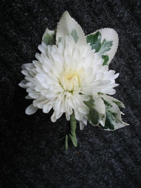 white cushion mum boutonniere | Simple Cushion Mum Boutonniere | White Weddings White Mums Wedding, Chrysanthemum Boutonniere, Mum Boutonniere, Boutonniere Simple, Dahlia Bridal Bouquet, Maggie Taylor, Boutonniere White, Christmas Wedding Bouquets, Lapel Flowers