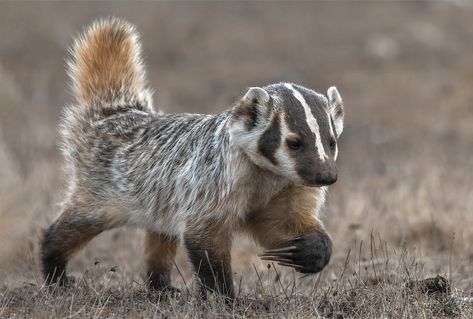 Coyote And Badger, Honey Badger Aesthetic, American Badger Vs European Badger, American Badger Tattoo, Badger Fursona, Badger Aesthetic, Badger Images, American Badger, Badger Art