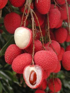 Definitely to be planted on the property, hubby didn't like them till he ate them fresh here. Litchi Fruit, Lychee Tree, Fruit Nutrition Facts, Fruit Nutrition, Lychee Fruit, Fruit Health Benefits, Fruit Photography, Beautiful Fruits, Exotic Fruit