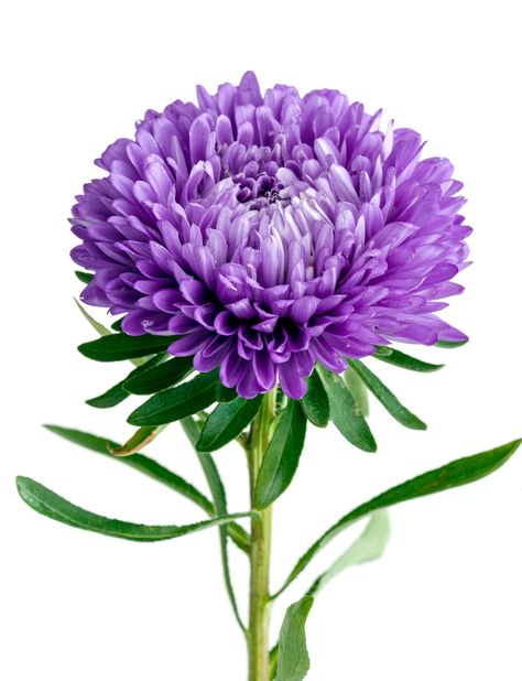 Single Purple Chrysanthemum Flower Crisantemo Tattoo, Purple Flower Names, Purple Colour Flowers, Purple Flowering Plants, Fall Purple, Mother's Day Bouquet, Aster Flower, Chrysanthemum Flower, Flower Names