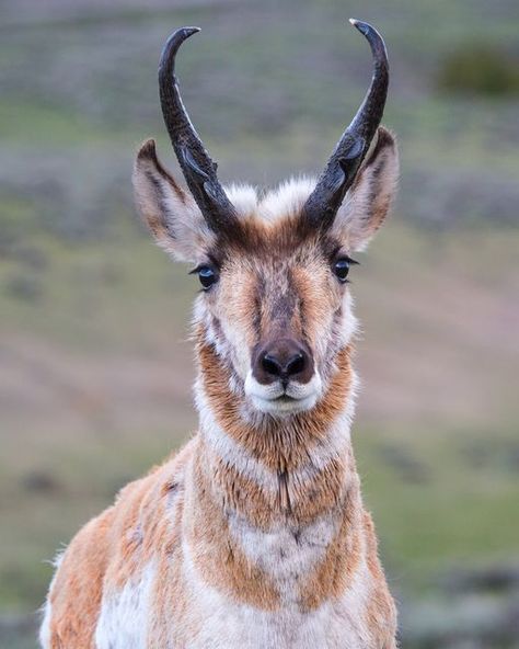 Yellowstone National Park on Instagram: "You're looking at the face of the fastest land mammal in North America! The North American pronghorn (Antilocapra americana) can reach a speed of up to 60 mph (97 Km/h) and is the surviving member of a group of animals that evolved in North America during the past 20 million years. However, it is not a true antelope, which is found in Africa and southeast Asia. Park biologists estimated there are roughly 500-600 pronghorn in and around the park. A key t Animal Groups, Unusual Animals, Extinct Animals, Animal Photos, Yellowstone National, Character Design References, Yellowstone National Park, Animal Photo, Spirit Animal