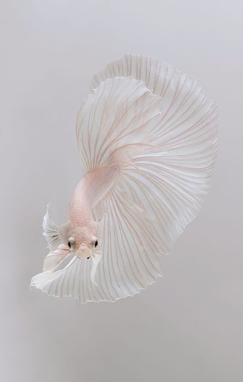 Betta Fish Aesthetic, Cute Betta Fish, Betta Fish Art, Siamese Fish, Couture Draping, Fish Aesthetic, Metallic Painting, Fancy Fish, Colourful Fish