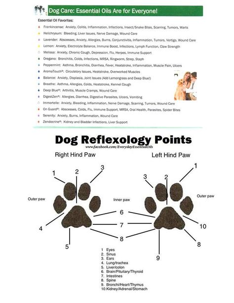 Dog reflexology points Dog Reflexology Chart, Reflexology Points, Liver Issues, Essential Oils Dogs, Social Media Icons Free, Reflexology Chart, Wound Care, Dog Ear, Pressure Points