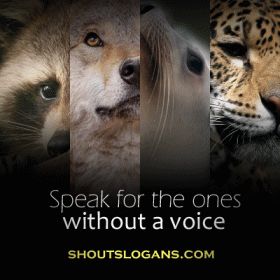 Save Wildlife Slogans, Save Animals Poster, Sphynx Kittens, Cute Dog Quotes, Elephant Photography, Save Wildlife, Animal Conservation, Cute Beagles, Funny Animal Quotes