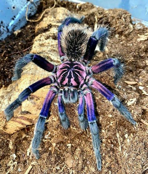 Colorful Spiders Beautiful, Tarantula Pet Spiders, Brazilian Pinkbloom Tarantula, Tranchilla Spider, Tarantula Reference, Spider Breeds, Trantuala Spider, Spider Anatomy Drawing, Cool Looking Spiders