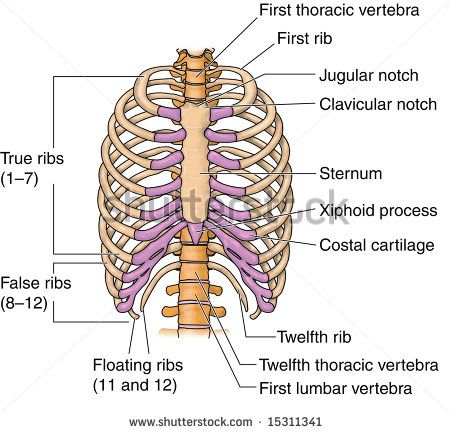 ribs human | Human Rib Bones, Labeled Stock Photo 15311341 : Shutterstock Skeleton Ribs, Human Ribs, Human Skeletal System, Human Skeleton Anatomy, Thoracic Vertebrae, Anatomy Bones, Human Body Organs, Rib Bones, Basic Anatomy And Physiology