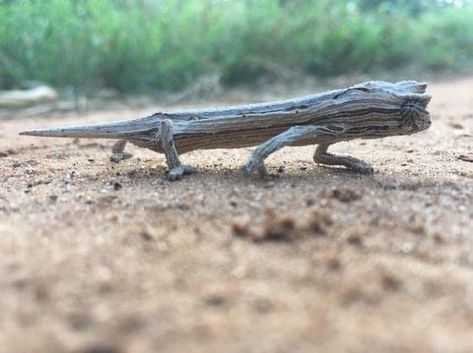 Pygmy Chameleon, Weird Looking Animals, Cool Insects, Reptile Tank, Reptile Snakes, Unusual Animals, Rare Animals, Reptiles And Amphibians, Weird Animals