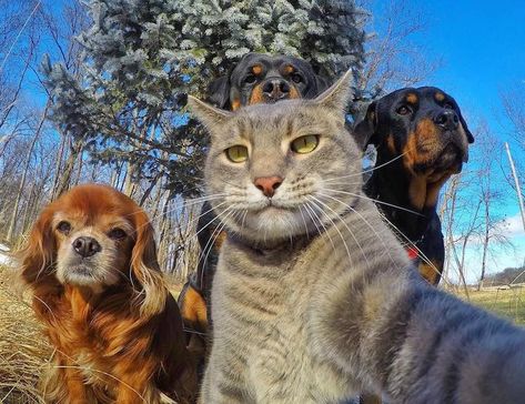 Eye Smile, Dog Cat Pictures, Cat Selfie, Dog Selfie, Funny Cats And Dogs, Funny Cat Memes, Small Dog Breeds, Funny Cat Videos, Dressage