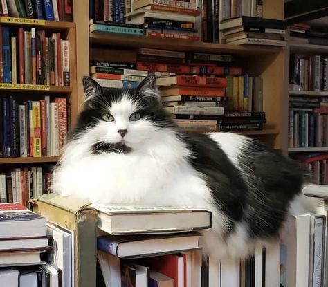 Cat In Library, Cat Bookstore, Cat Library, Cat And Book, Bookstore Cats, Bookworm Things, Aesthetic Cafe, Dog Books, Lovely Creatures