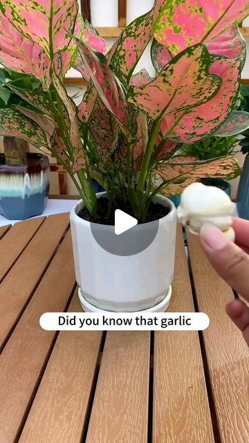 Gardening | Housewife | Farm on Instagram: "How to promote flower growth with garlic? #soiltester #garden #flowers #plants #flower #gardening #plant #plantlover #plantlife #gardenlove #gardenlife #growyourown" How To Grow Indoor Plants, Planting Hacks How To Grow, Indoor Plant Ideas Decor, Plants Indoors Ideas, How To Grow Plants In Water, Indoor Plants Care Tips, Best Plants To Grow In Water, Planters Ideas Indoor, Plant Container Ideas