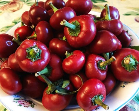 Hot Cherry Pepper Jelly, Red Hot Cherry Pepper Recipes, Cherry Pepper Relish Jersey Mikes, Hot Cherry Pepper Relish, Hot Cherry Pepper Recipes, Cherry Peppers Recipes, Homemade Tabasco Sauce Recipe, Cherry Pepper Relish Recipe, Cherry Pepper Relish