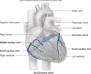 Coronary Circulation, Arteries Anatomy, Cardiac Anatomy, Nurse Education, Anatomy Flashcards, Heart Structure, Human Body Facts, Arteries And Veins, Medical Videos