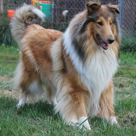 Rough Coat Collie, Rough Coated Collie, Rough Collie Dog, Rough Collie Puppy, Rough Collies, Smooth Collie, Shetland Sheepdog Puppies, Dream Pet, Sheltie Dogs