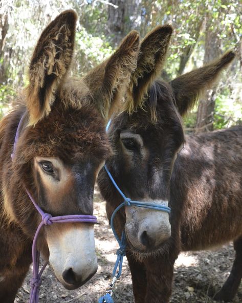 Two Donkeys, Miniature Donkey, Cute Donkey, The Donkey, Silly Animals, Donkeys, Pretty Horses, Amazing Animals, Cute Animal Pictures