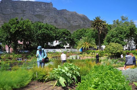 Oranjezicht City Farm Cape Town Africa, Cool Parents, Coffee Market, City Farm, South Africa Travel, About Coffee, Backyard Inspo, Cape Town South Africa, Nature Garden