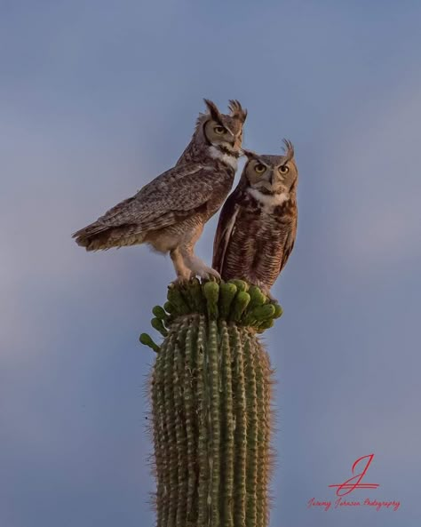 Desert Owl, Arizona Birds, Desert Animals, American Animals, Desert Art, Colorful Birds, Birds Of Prey, Wild Birds, Bird Watching