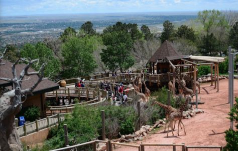 Here's Why The Cheyenne Mountain Zoo In Colorado Is Being Called One Of The Best Zoos In The Country Zoo Pictures, Dallas Zoo, Denver Zoo, Houston Zoo, Cheyenne Mountain, Cincinnati Zoo, Vacation Activities, Colorado Vacation, San Diego Zoo